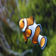 Clownfish - Swim Lessons