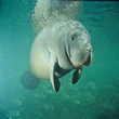 Manatee - Swim Lessons